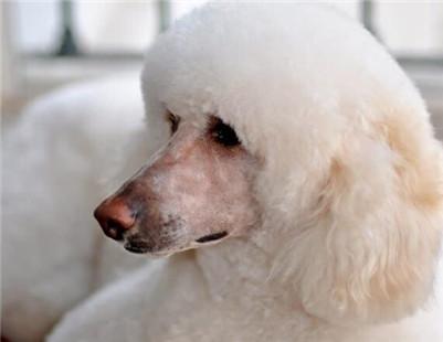 最新的纯种巨贵价格表（啥样的标准才能称巨型贵宾犬）