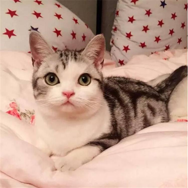 美短什么花纹最昂贵呢(附:美短最贵最值钱品相)