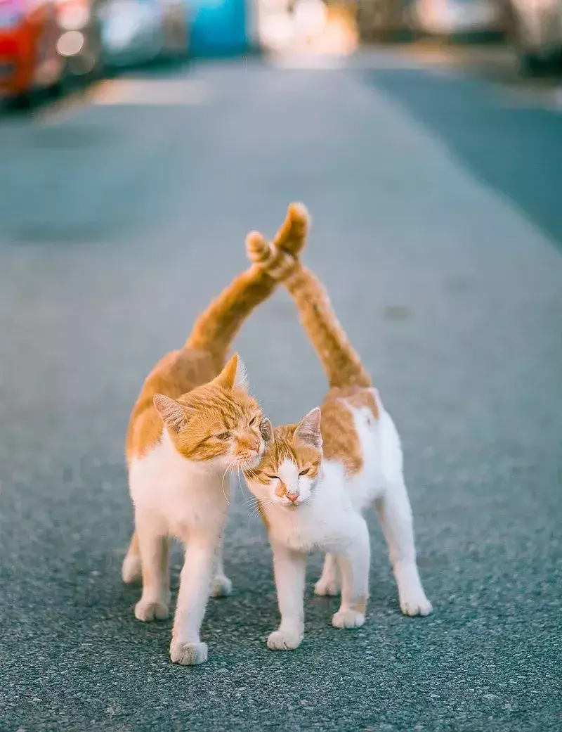 萌猫图片大全（猫咪图片可爱又呆萌）