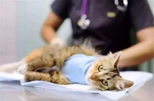 如何防止不绝育公猫乱尿（附：除了绝育能让猫不乱尿的妙招）