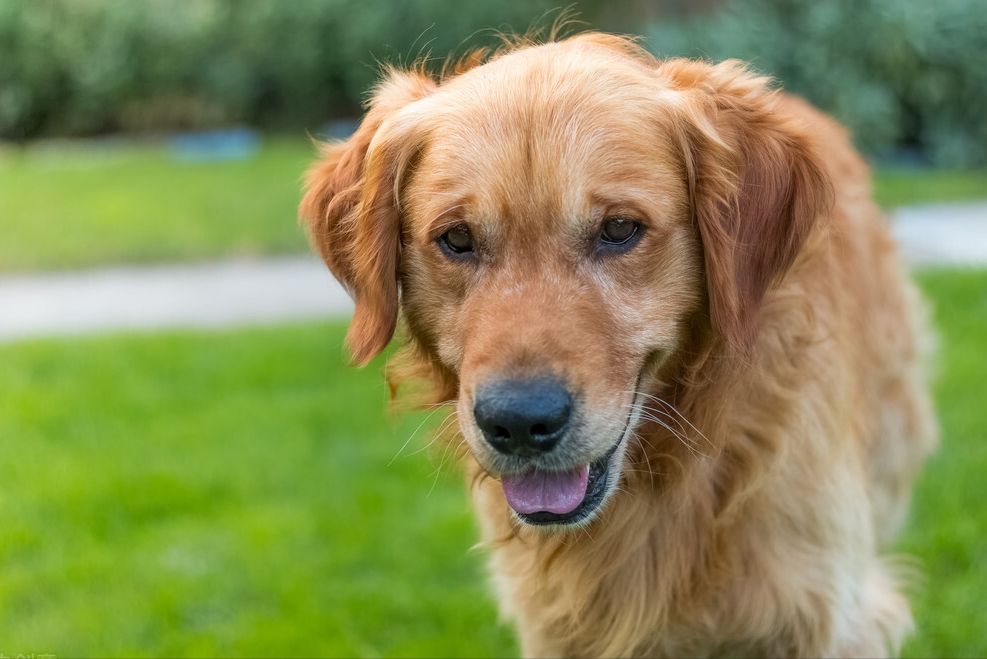 为什么不建议养金毛（了解养金毛的10大坏处）