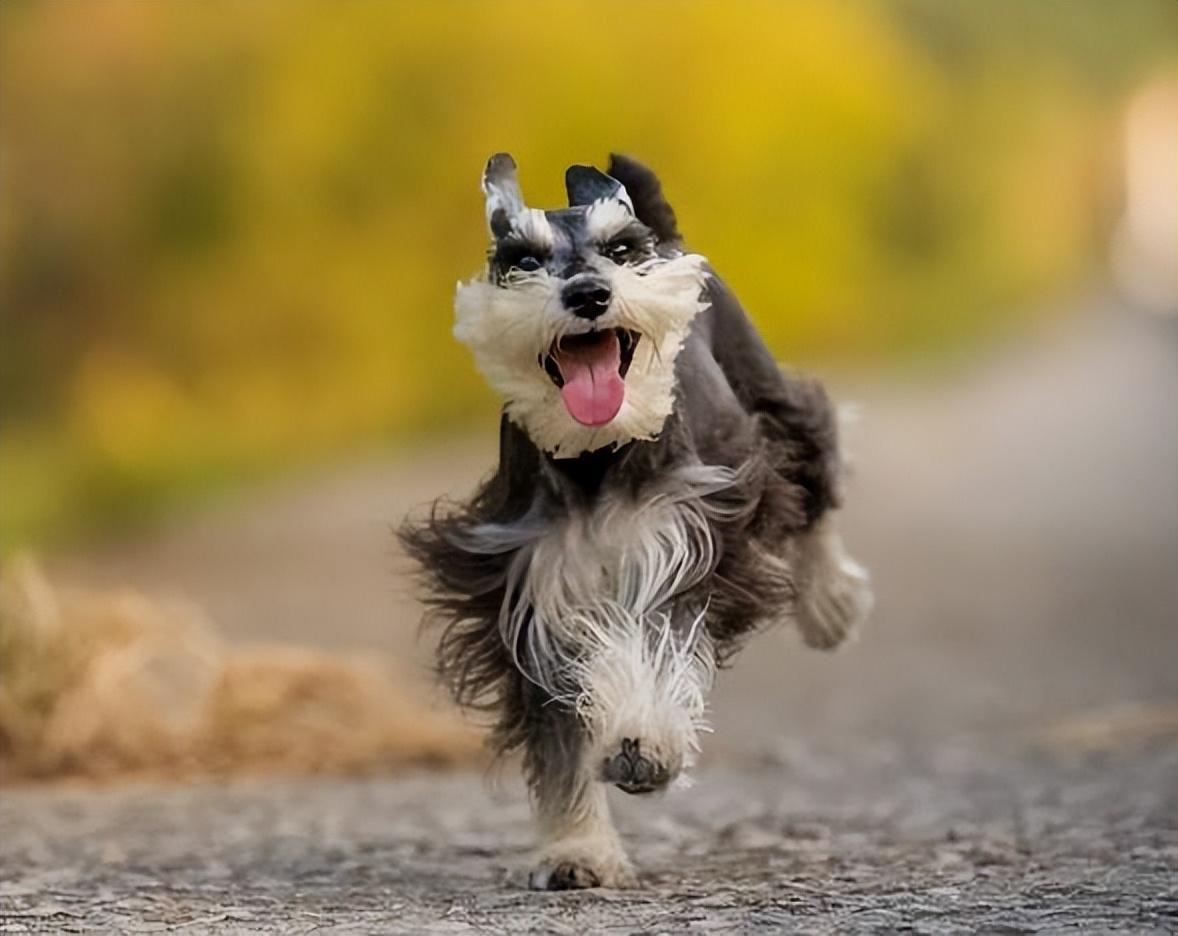 雪纳瑞狗好不好养(详解:养雪纳瑞的好处与坏处)
