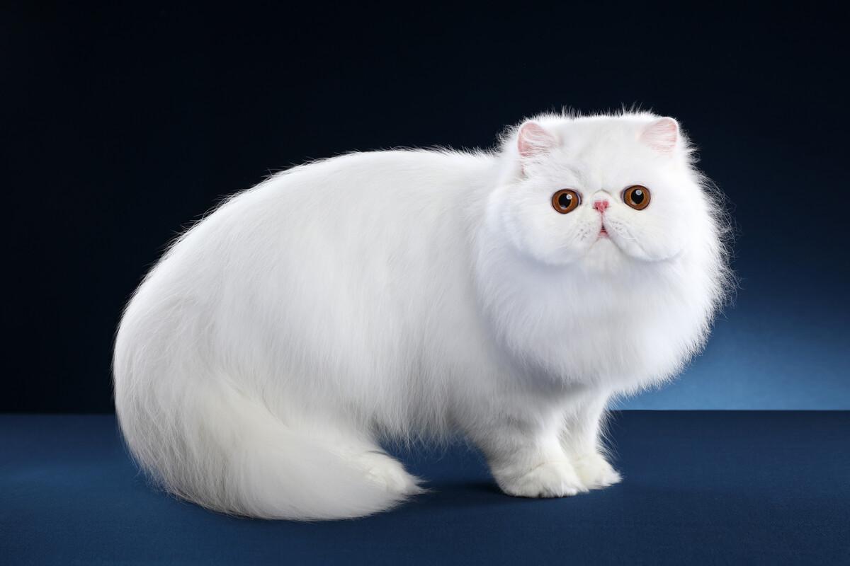 猫的图片大全大图侧面（看图识小猫猫品种大全）