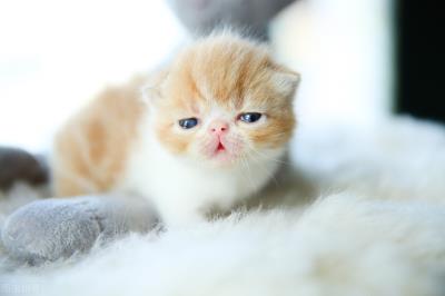 可以判断猫咪年龄的方法(怎么判断猫的年龄)