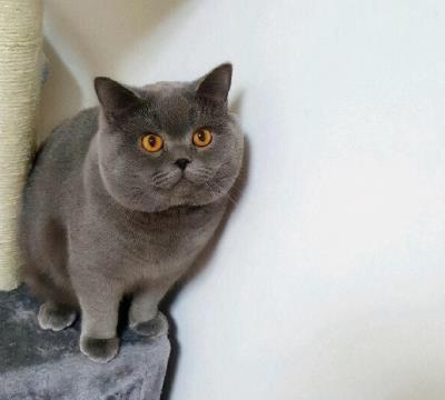 英短蓝猫图片大全（英短蓝猫有这7个优点）