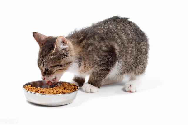 猫吐了一堆糊状的猫粮怎么办(猫吐了稀糊一样的猫粮)