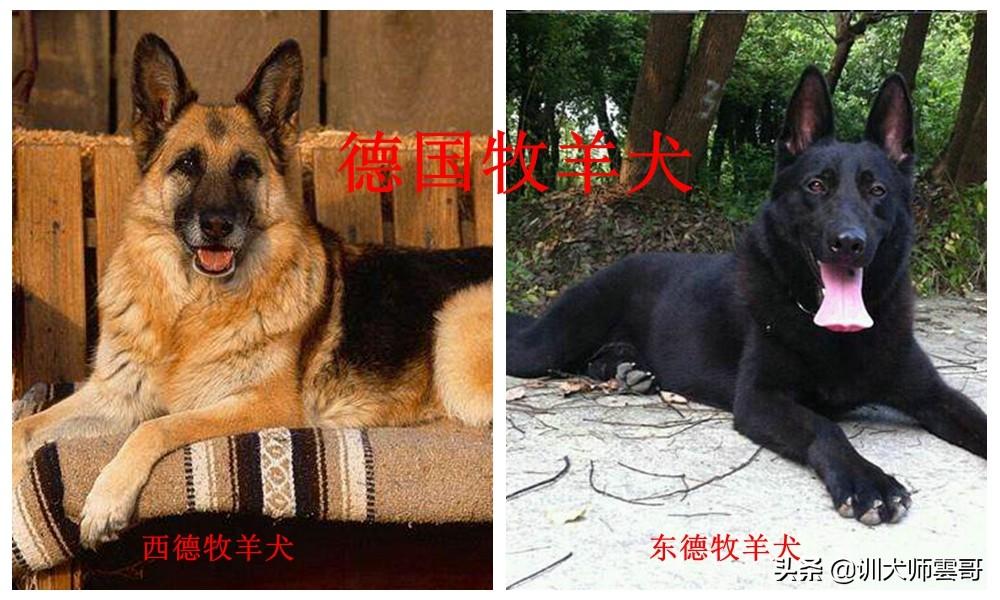 世界十大牧羊犬排名（牧羊犬哪个品种好）