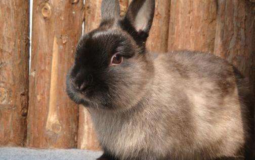 有谁见过暹罗兔