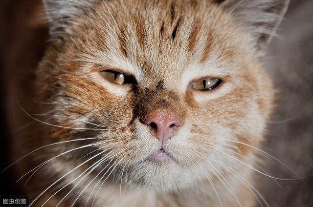 猫眼睛流脓一样的眼屎是怎么回事(猫眼睛流脓一样的眼屎用什么药)