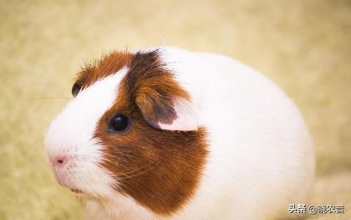 荷兰猪能吃什么食物呢（详解：荷兰猪能吃的食物名单）