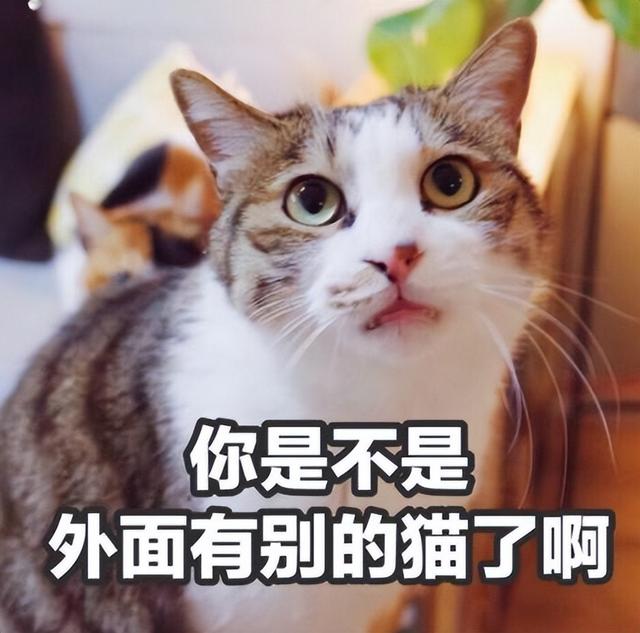 猫呼吸声很重好像鼻塞吃什么药(猫呼吸声很重好像鼻塞怎么办)