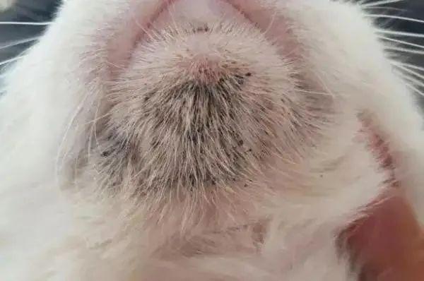 怎么判断猫咪吃撑了(怎么判断猫咪是不是吃撑了)