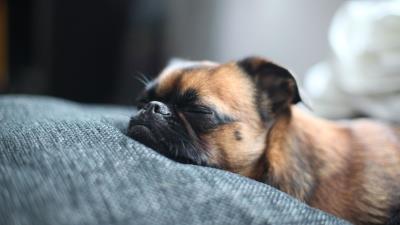 狗狗身患疾病的几大表现(狗狗内脏受损5大征兆)