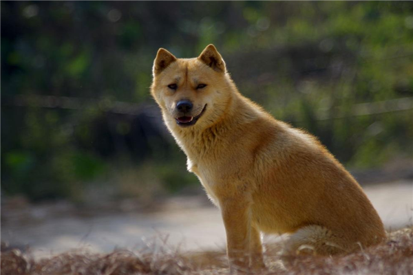 十大认主的狗狗排名（哪种狗狗最认主人）