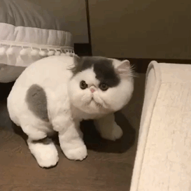 美短串狸花猫千万不能养（ 纯种灰色狸花猫美活泼程度）