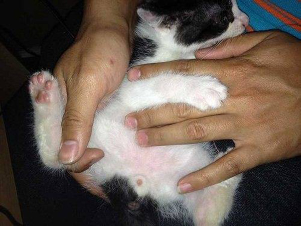 如何区分猫耳屎和耳螨图片（了解猫的耳螨是长什么样）