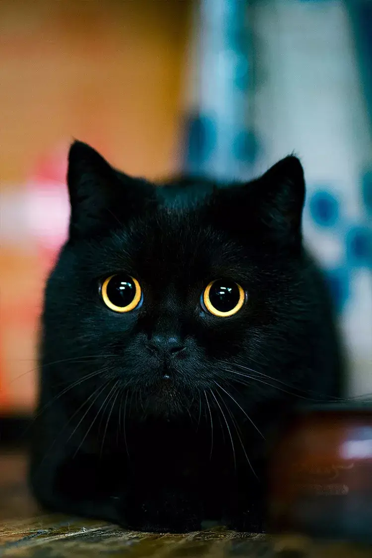 萌猫图片大全（猫咪图片可爱又呆萌）