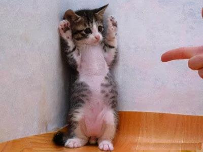 防止公猫乱尿的方法(公猫乱尿怎么解决)