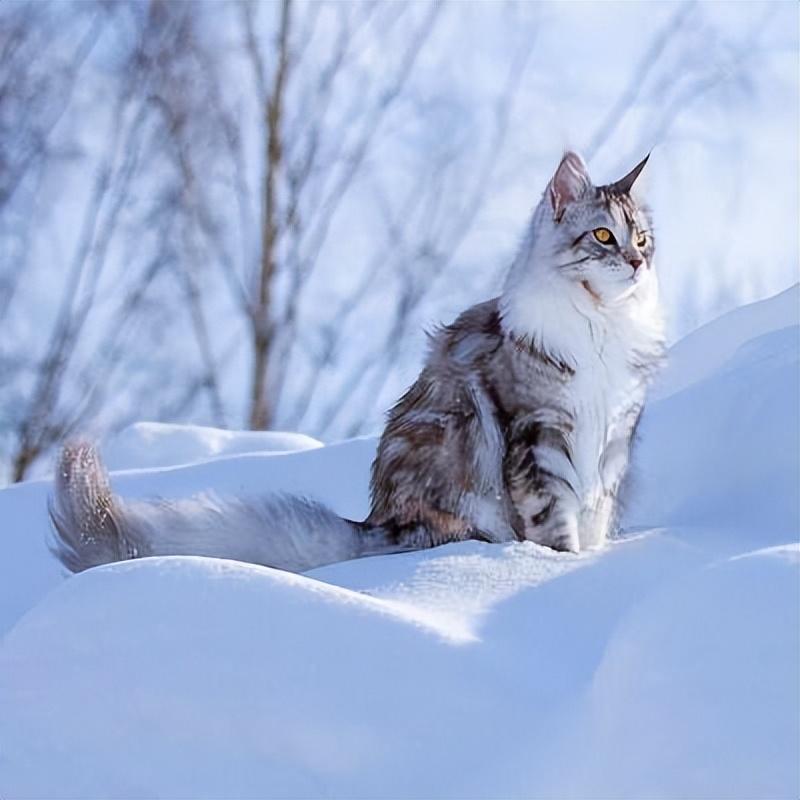 西伯利亚森林猫体质性格如何（附：俄罗斯西森猫怎么买）