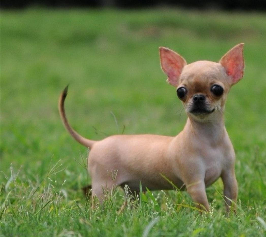 手把手教你鉴别吉娃娃的七大技巧（吉娃娃狗怎么选）