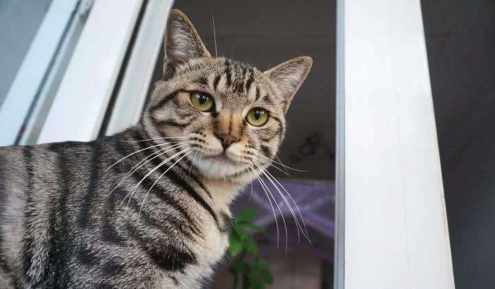 狸花猫（看完狸花猫缺点还敢养的都是真爱）