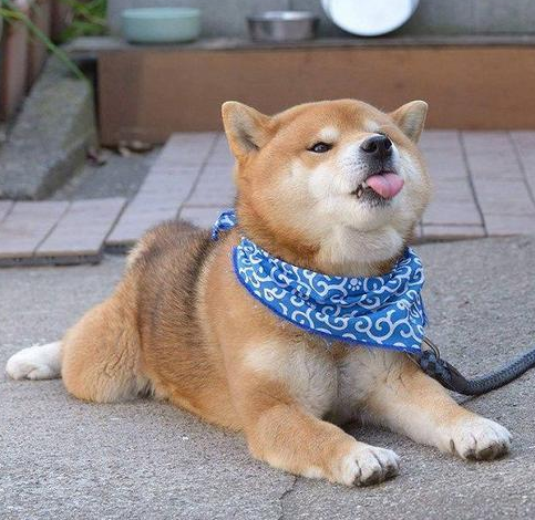 柴犬的优缺点有哪些(详解:养柴犬的好处和坏处)