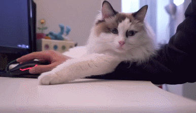 布偶猫（详解：“布偶猫”逐渐退出宠物圈的原因）