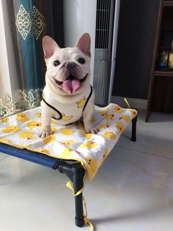 教你养法牛幼犬的正确方法(法国斗牛犬如何饲养)