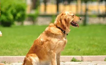 坐月子的狗狗，不能吃这些！