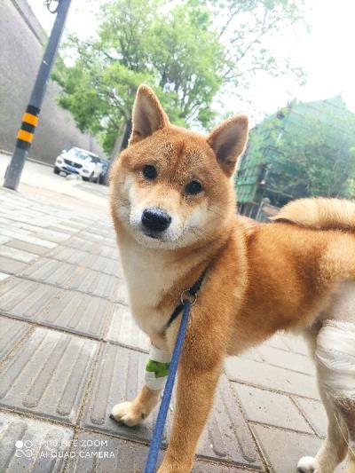 狗狗发情期应该注意什么(公狗发情怎么办)