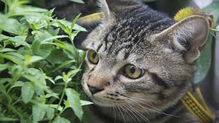 狸花猫 一生只有一个主人（详解：狸花猫认主人的细节表现）