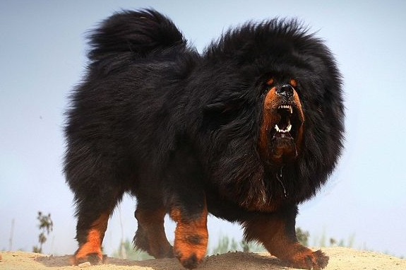 五种最忠心的狗狗推荐（最护主的狗是什么品种）