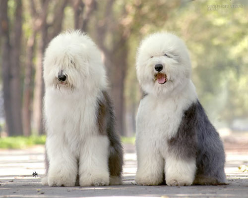 宠物犬排名及图片大全（宠物犬种类大全及名称）