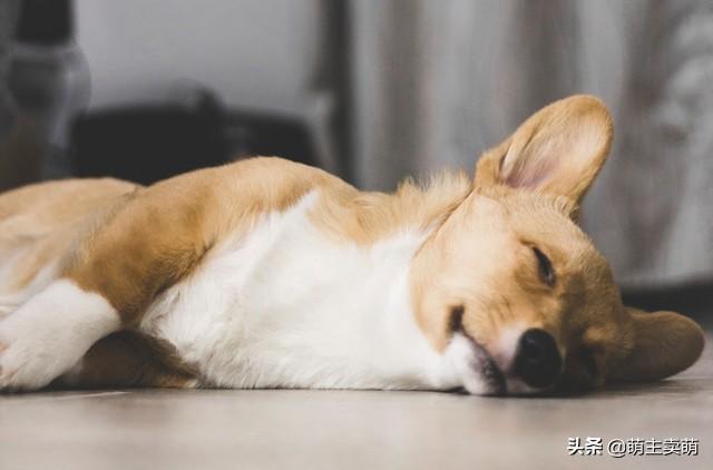 分享十个不养柯基的理由（详解：女生为什么不能养柯基）