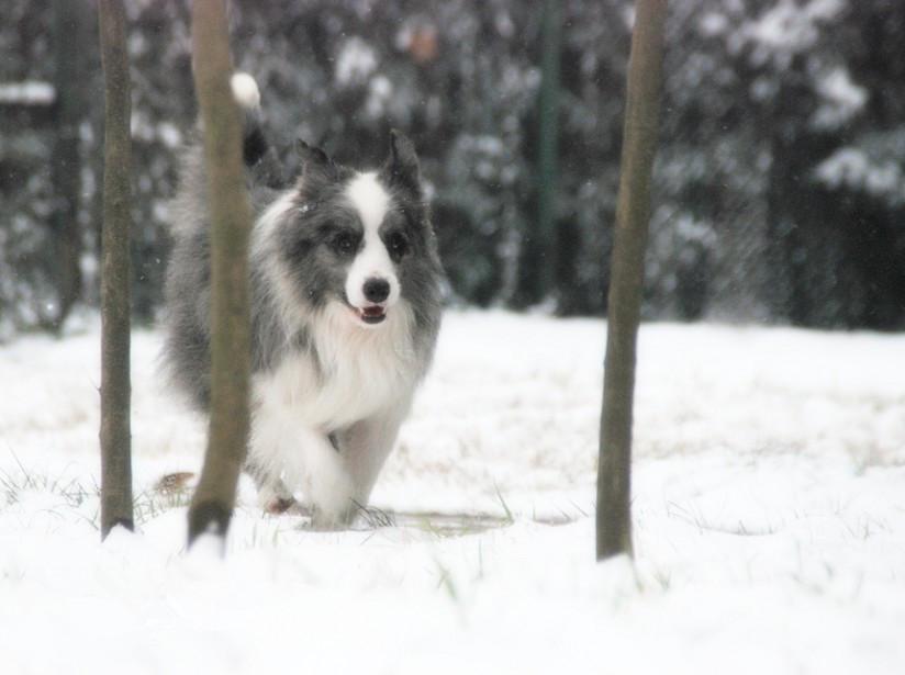 长须牧羊犬怎么养才好（分享长须牧羊犬饲养步骤）