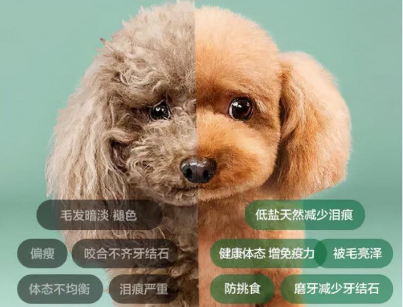 十大聪明犬排名前十名（什么狗最聪明又好养）