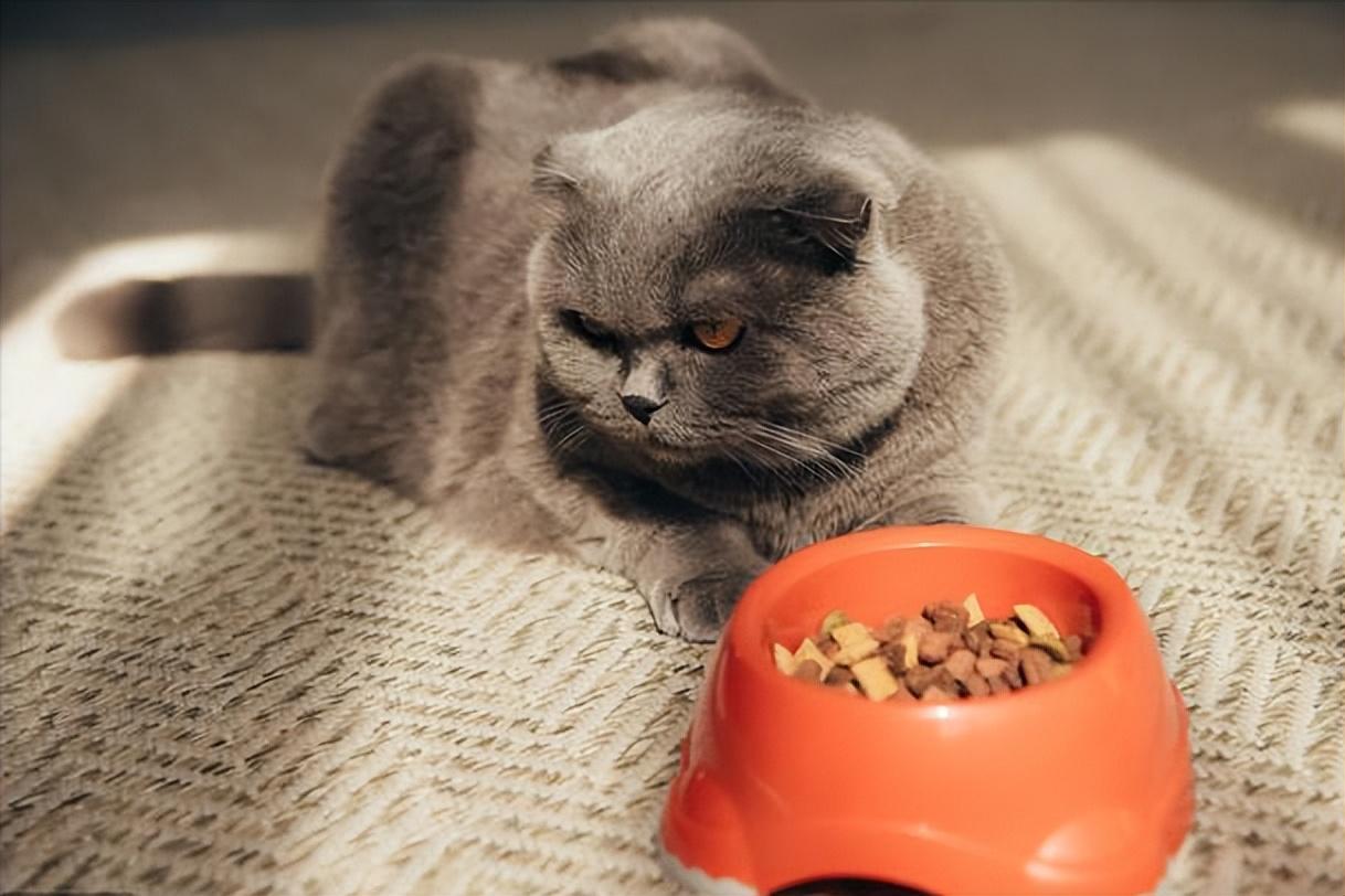 猫太胖影响哪方面（ 盘点猫咪过度肥胖的危害）