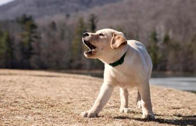 狗狗半夜突然一直叫是怎么回事（小狗半夜一直叫怎么办）