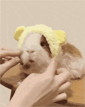 宠物荷兰猪是什么动物（注意：“荷兰猪”并不是猪哦是鼠类）