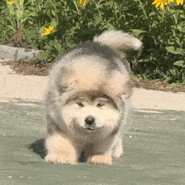 分享五个饲养阿拉斯加犬的理由（阿拉斯加犬好养吗）