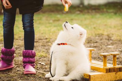 狗狗几个月换牙（狗狗换牙期注意事项）