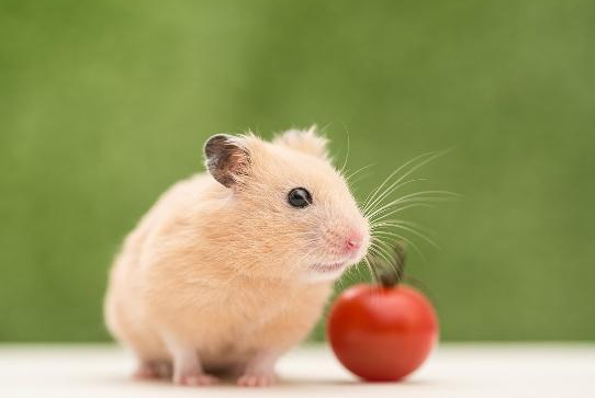 仓鼠中暑怎么办？快来看看这篇文章！