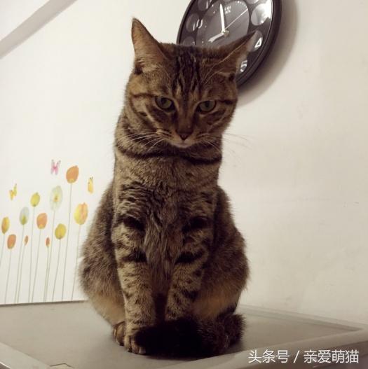 黄狸猫和橘猫什么区别(黄狸猫和橘猫图片对比)