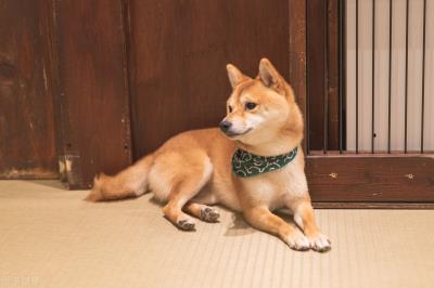 狗狗得肠胃炎几天会好（狗子为何春季最容易得肠胃炎）