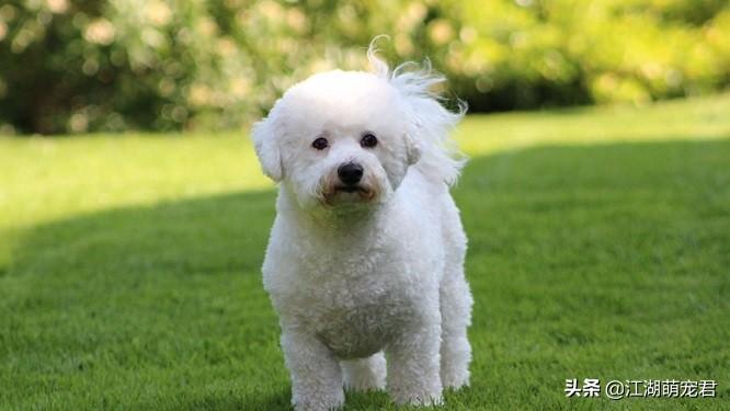 养比熊正确的方试（比熊犬怎么照顾）