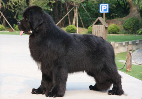 宠物犬排名及图片大全（宠物犬种类大全及名称）