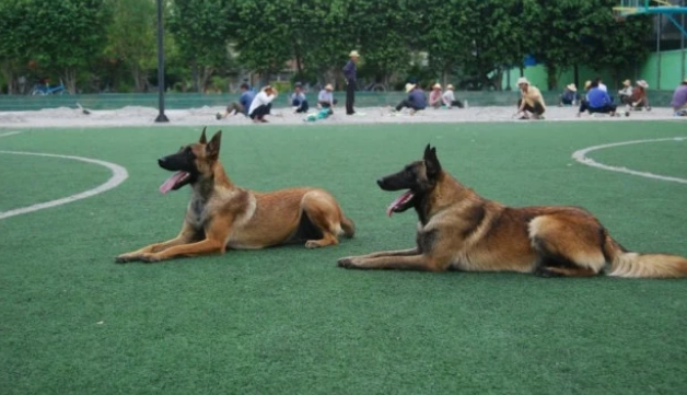 让马犬毛发更好看该注意什么