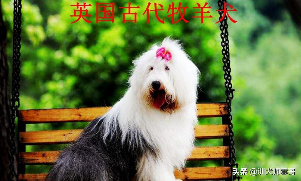 世界十大牧羊犬排名（牧羊犬哪个品种好）