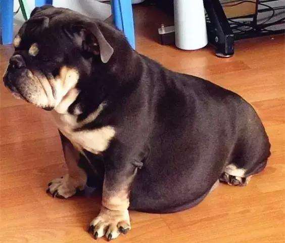 狗狗不满一岁生小狗会怎样（狗狗最佳生育年龄和产后护理及注意事项）