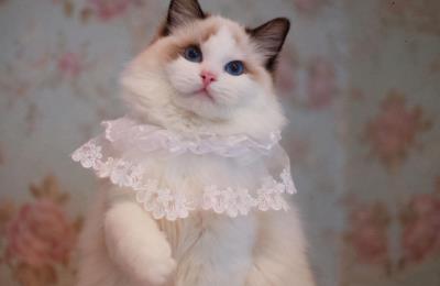 布偶猫的优缺点（布偶猫的特点）